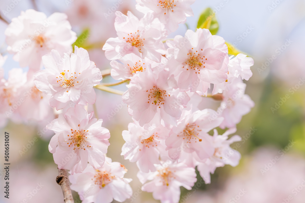 ピンクの花びらが綺麗な満開の桜の花