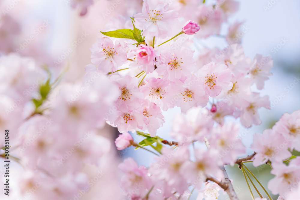 ピンクの花びらが綺麗な満開の桜の花