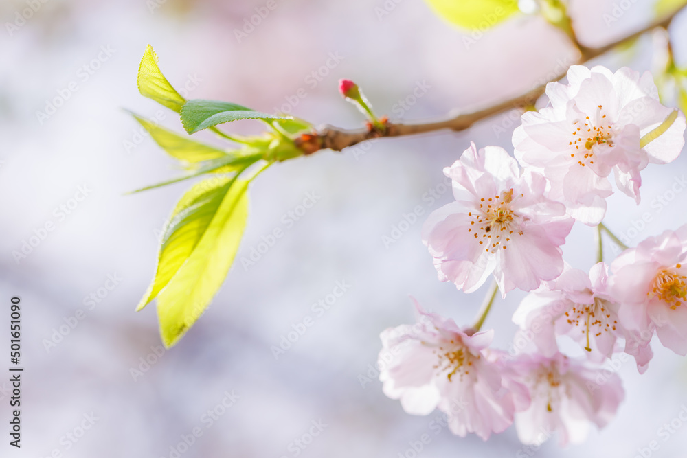 ピンクの花びらが綺麗な満開の桜の花