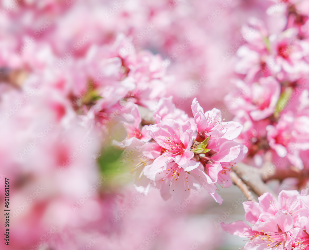 ピンク色が綺麗な満開の桃の花、山梨県笛吹市