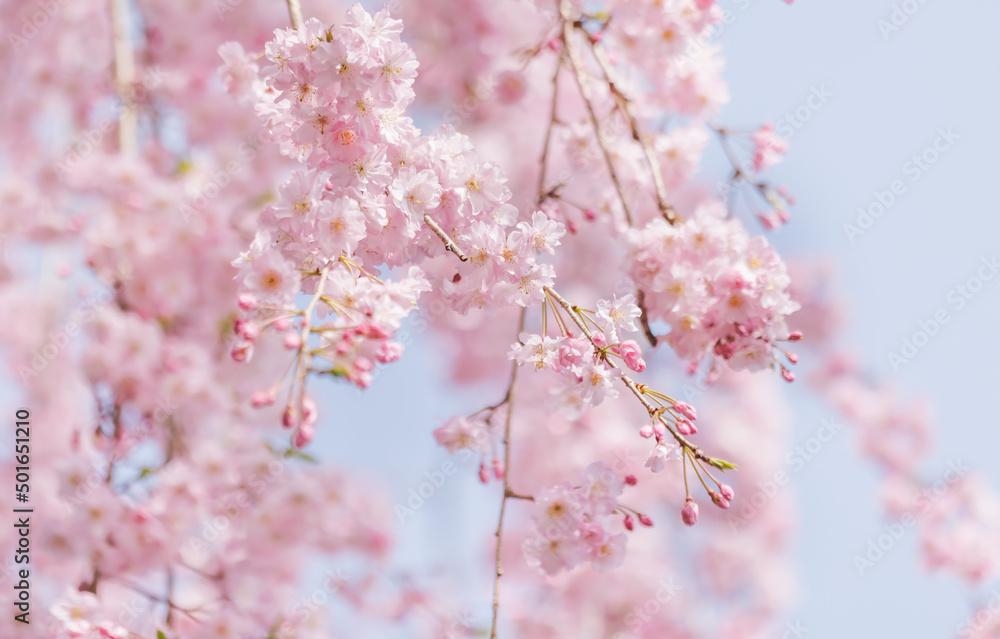 ピンクの花びらが綺麗な満開の桜の花