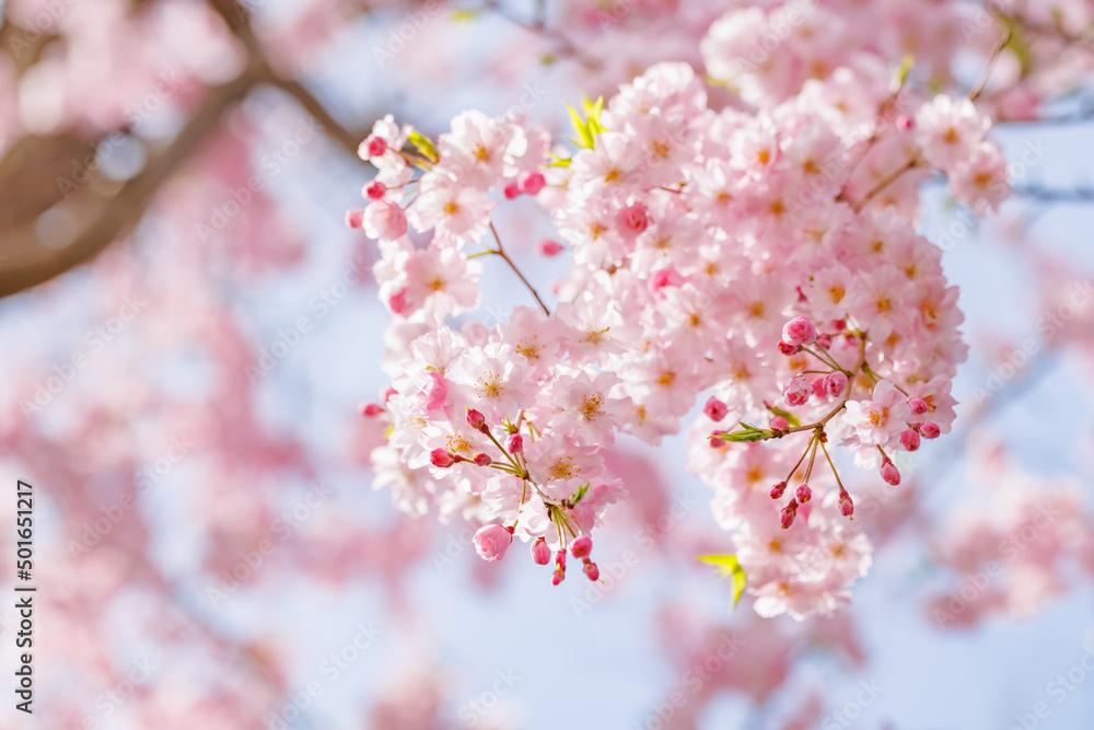 ピンクの花びらが綺麗な満開の桜の花