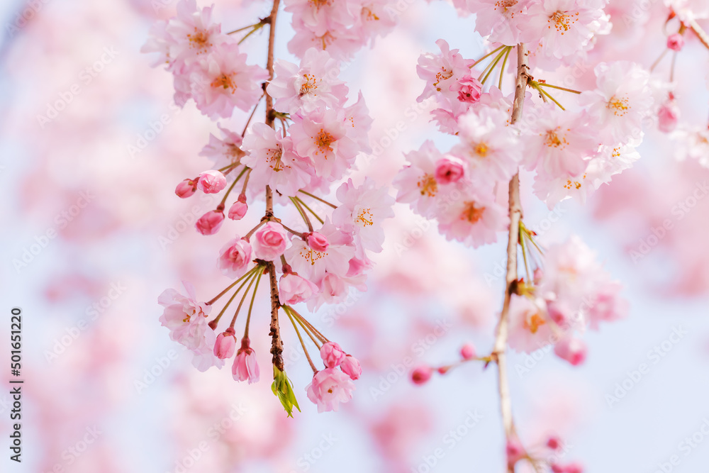 ピンクの花びらが綺麗な満開の桜の花