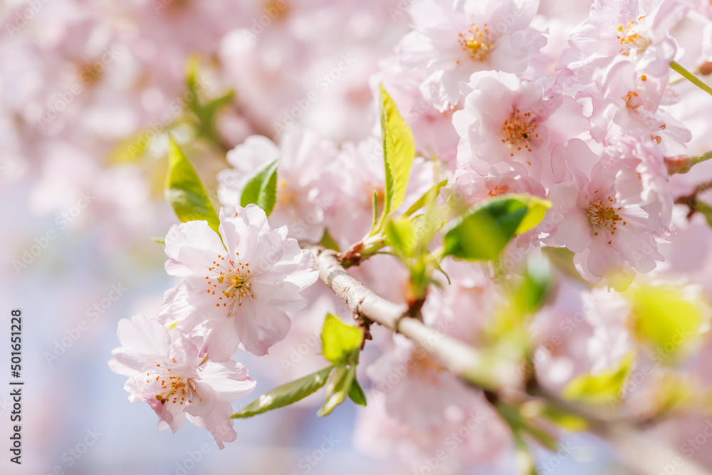 ピンクの花びらが綺麗な満開の桜の花