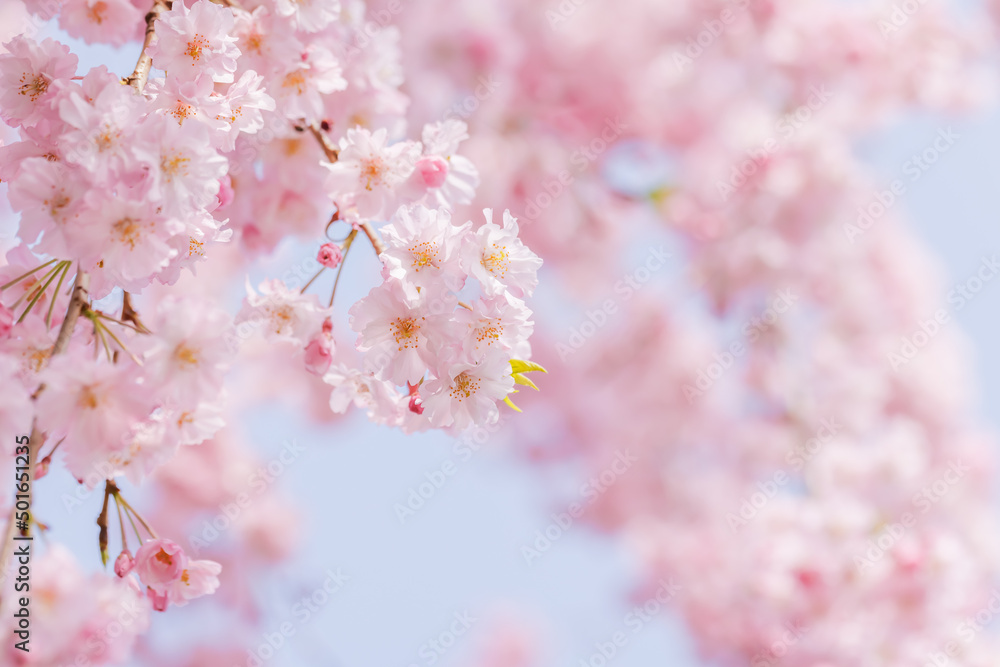 ピンクの花びらが綺麗な満開の桜の花