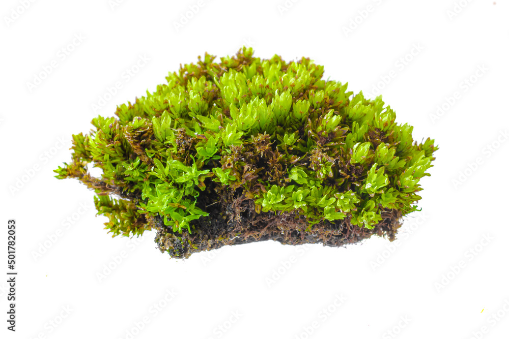 green moss on a white isolated background