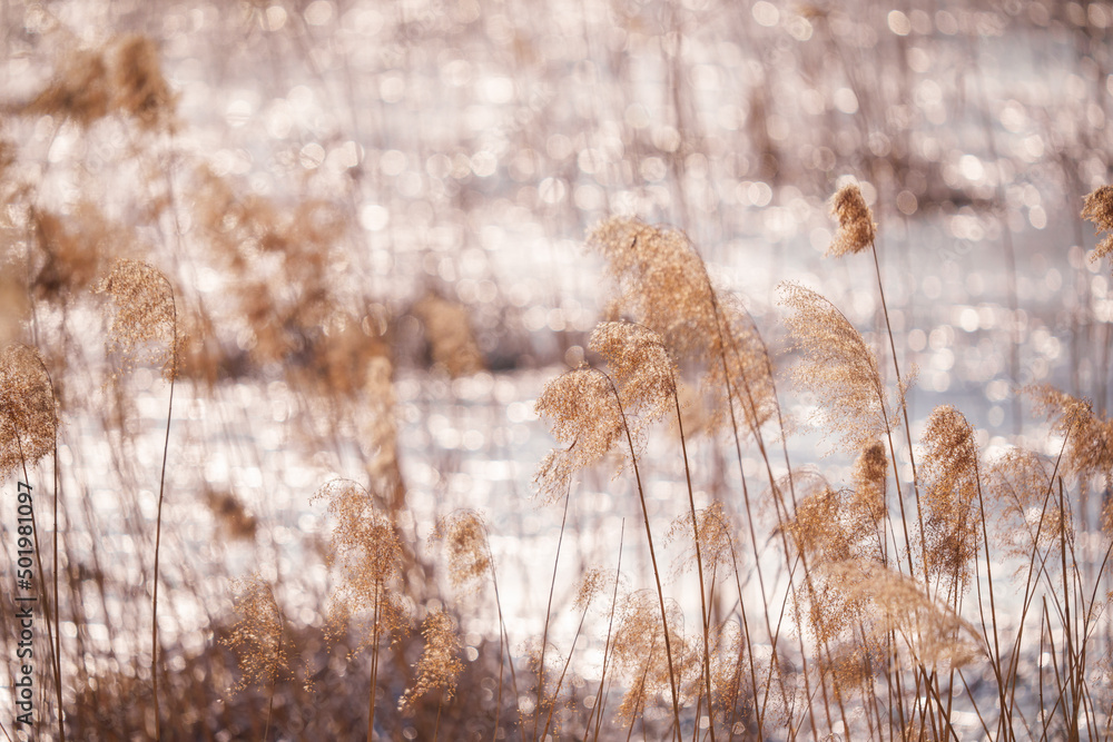 Beautiful reed flower natural scenery background