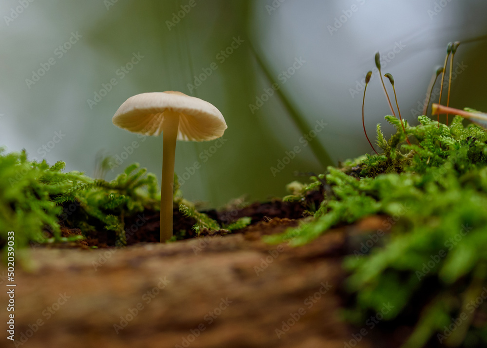 mushroom in the forest