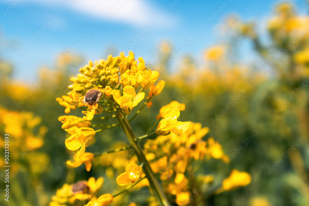 Tropinota hirta or hairy rose beetle on rapeseed blooming crops