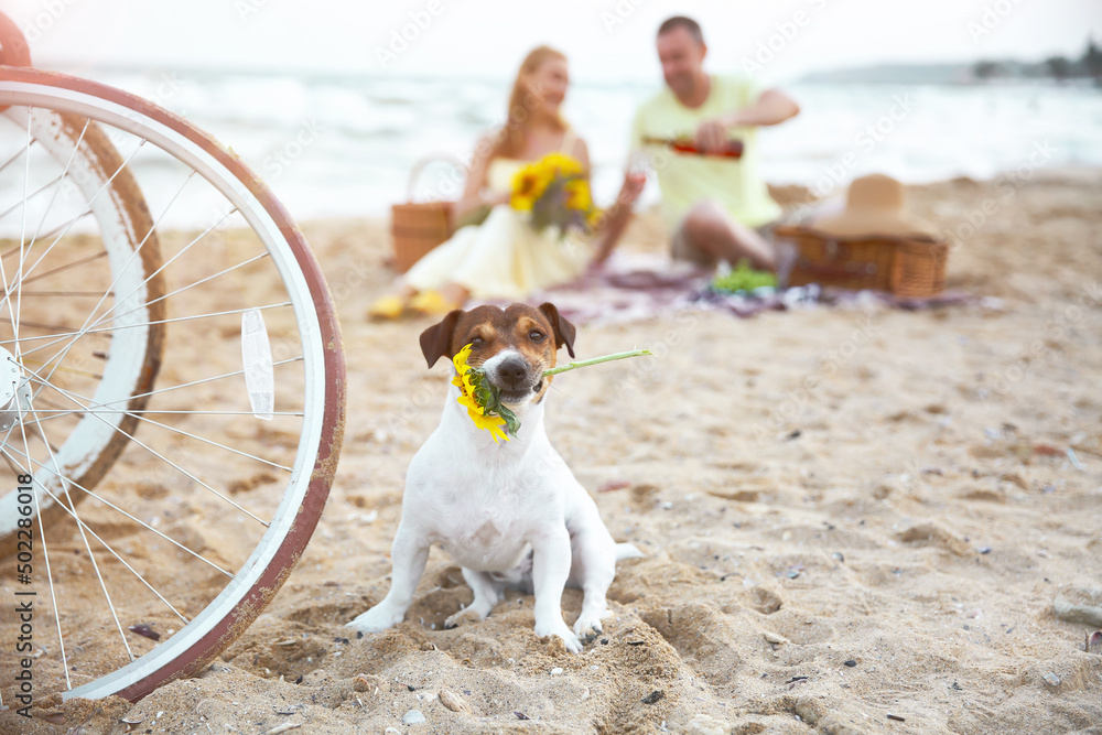 Cute dog with sunflower in mouth sitting near bicycles on sea beach