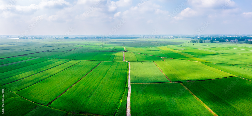 春田绿色小麦鸟瞰图。农业场景。麦田自然景观。