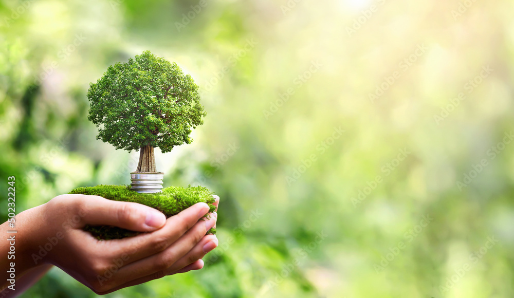 hand holding light bulb with tree growing and sunshine in nature. save energy and protect environmen