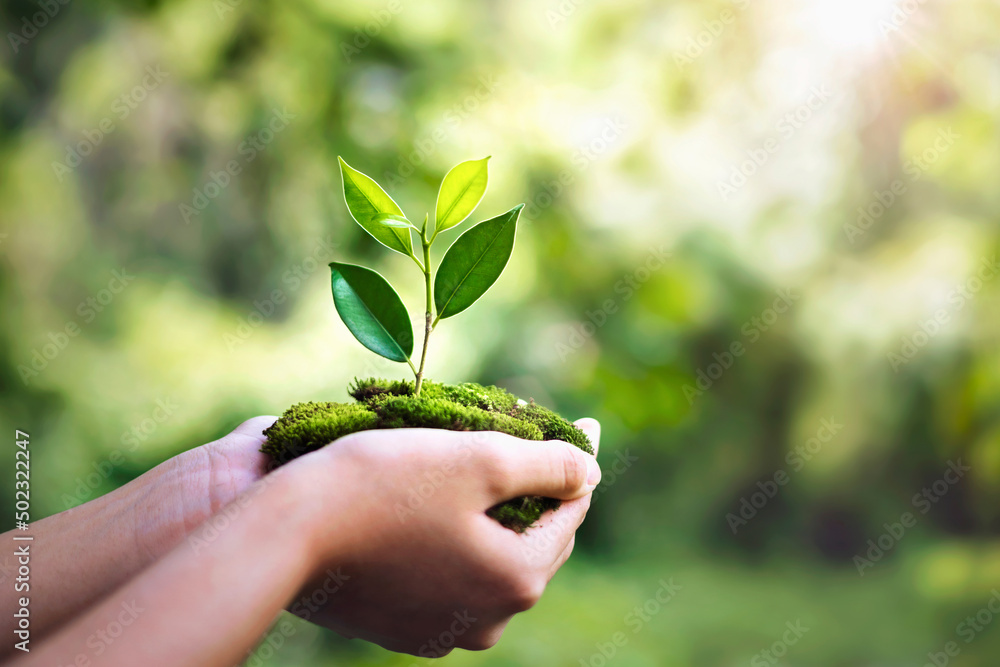 hand holdig plant growing on green background with sunshine