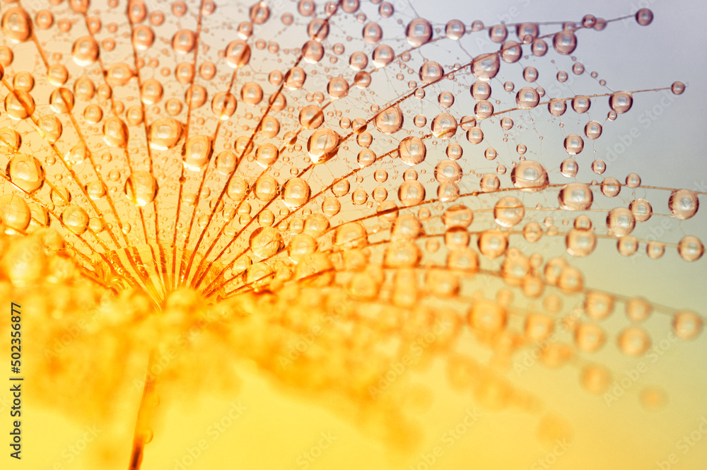 Dandelion seed on sunlight