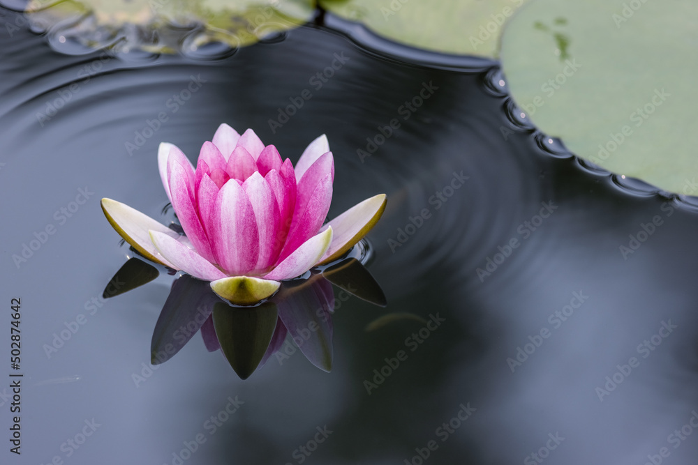 water lily closeup