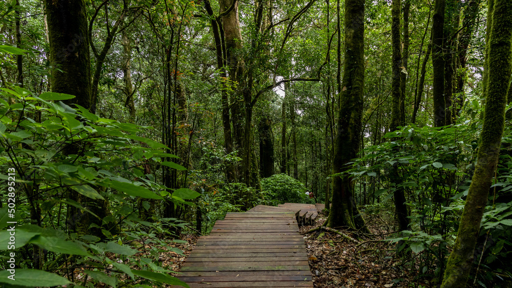 Path way through the  forest natural  tropical forest nature field, Relaxing with ecological environ