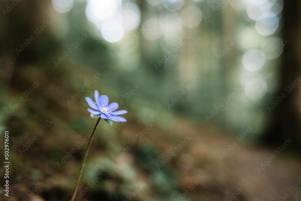 Closeup nature view of green creative layout made of green grass and single blue flower in dark fore