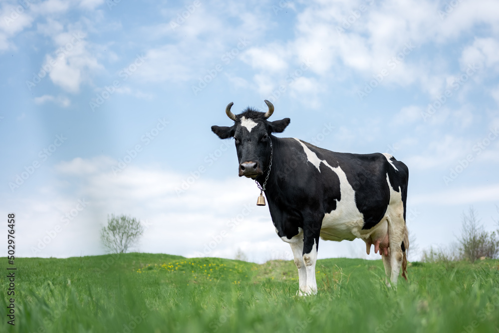 Black and white cow on green field. Pasture with lush green grass and blue sky background