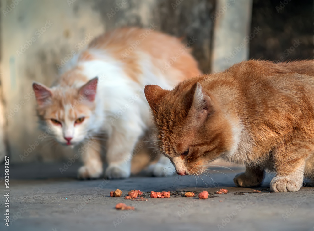 两只无家可归的红头猫在户外吃猫粮。帮助无家可归的动物。