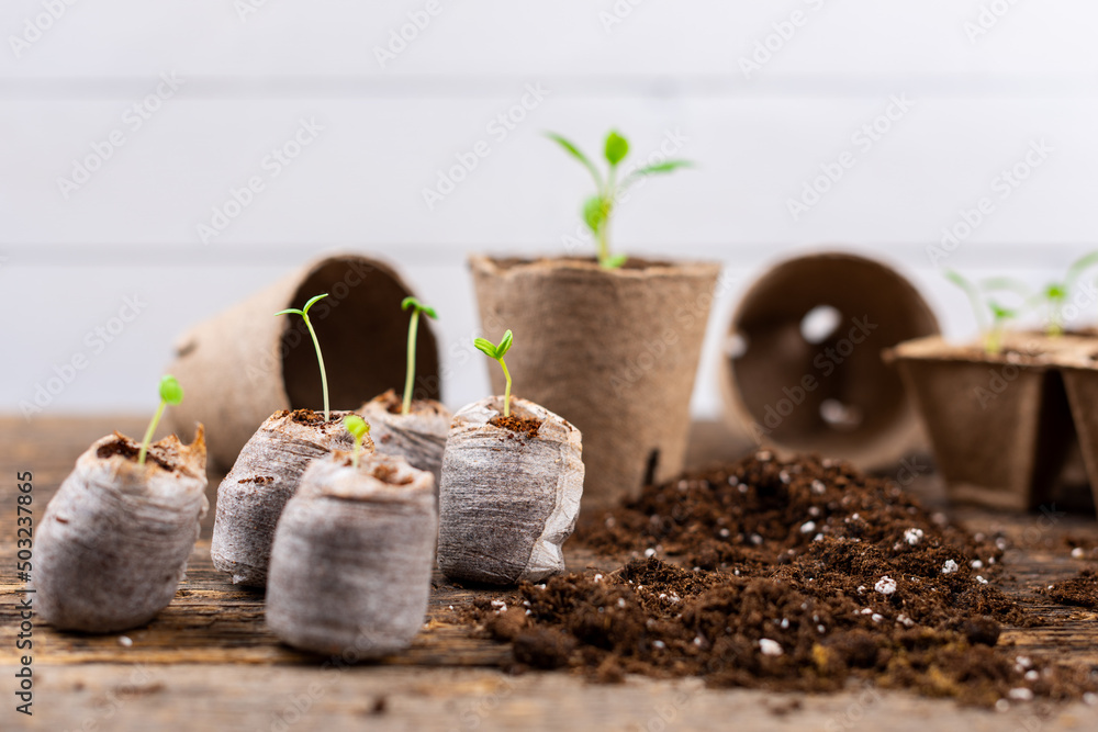 盆栽花卉幼苗，生长在可生物降解的泥炭苔盆中。木质背景和复制空间。