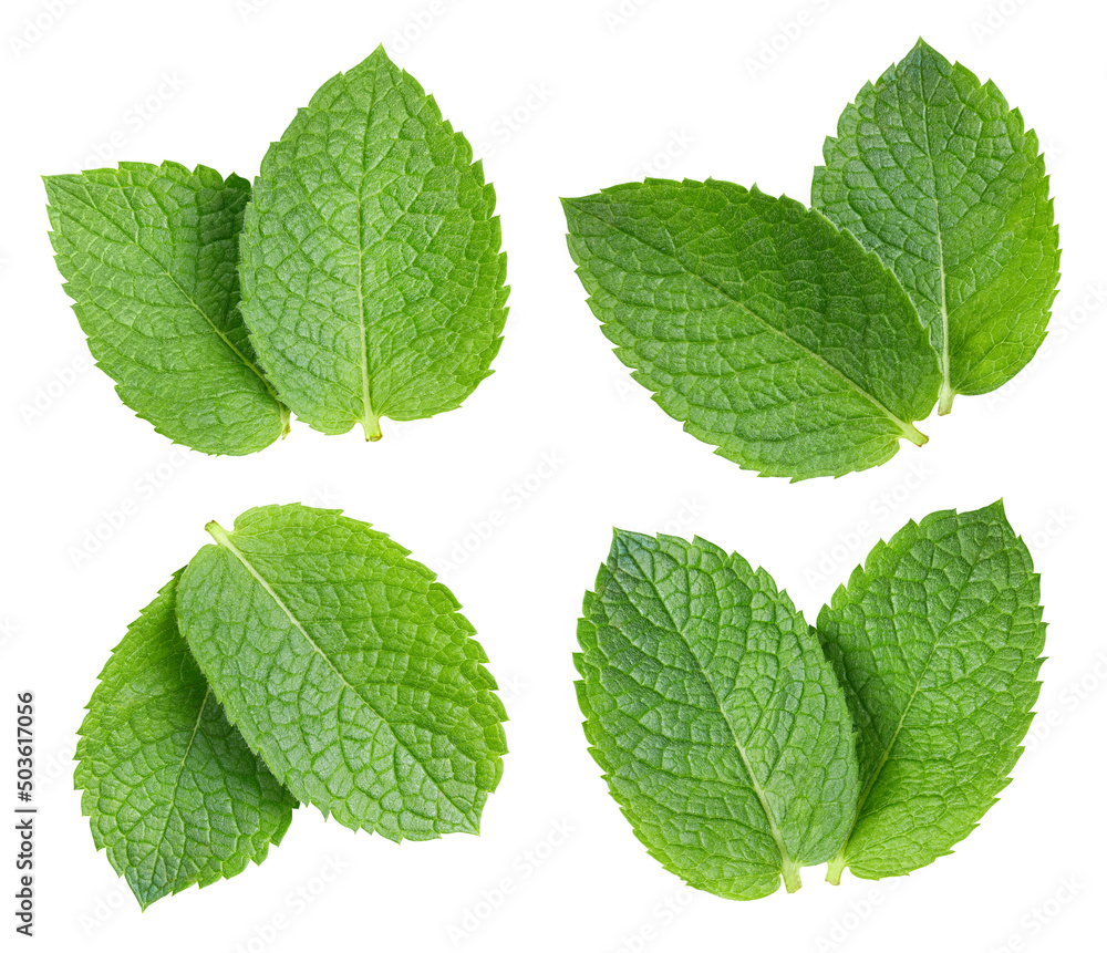 Mint isolated on white background