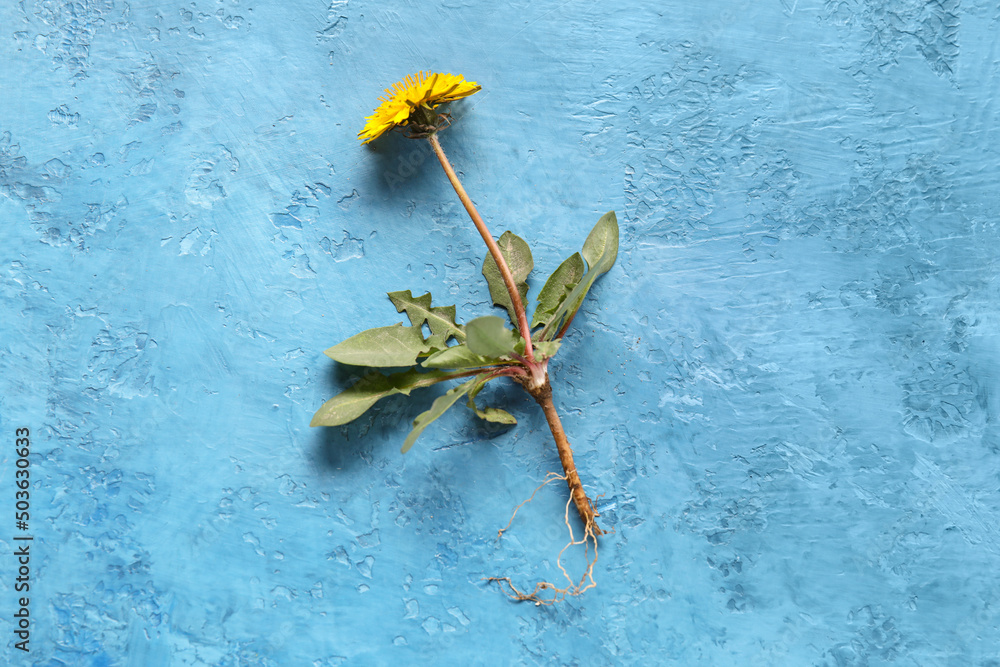 Yellow dandelion with leaves on blue background