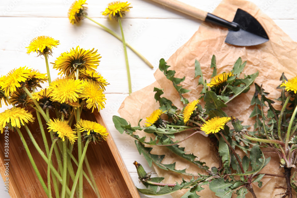 Yellow dandelions with box, parchment paper and shovel on white wooden background