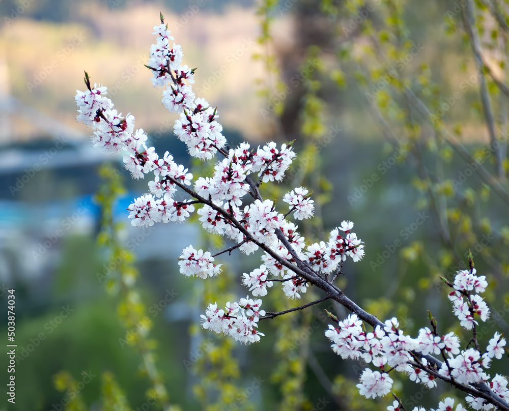 春天苹果树枝开花。特写。