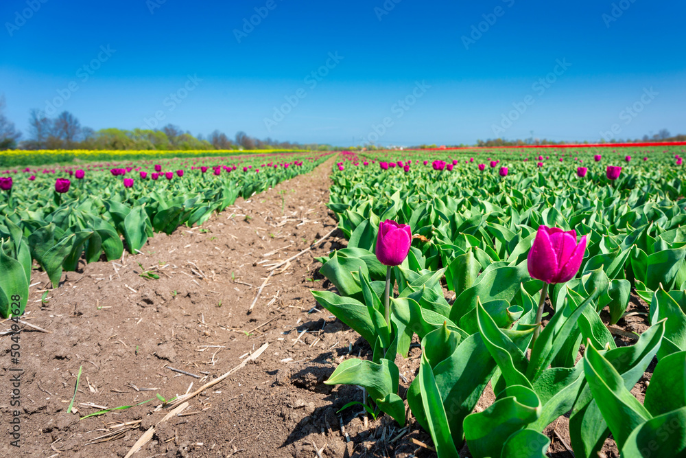 Blooming purple tulips field at sunny day