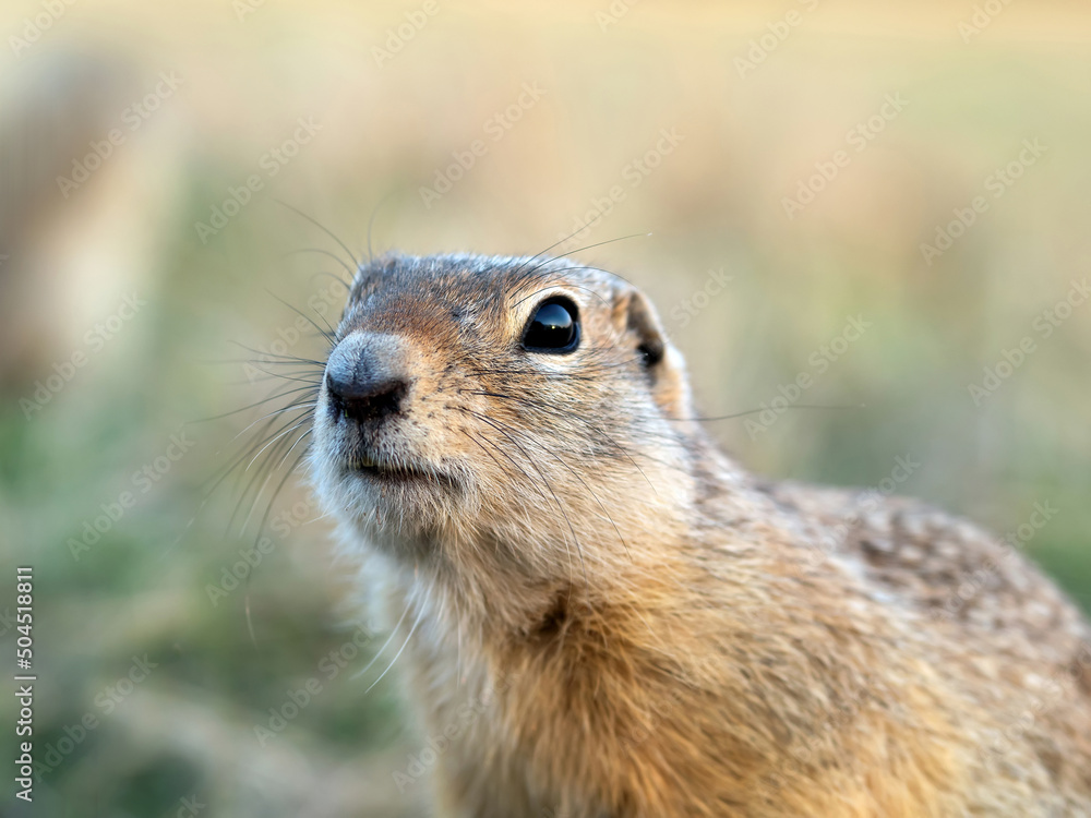 Gopher肖像。特写。