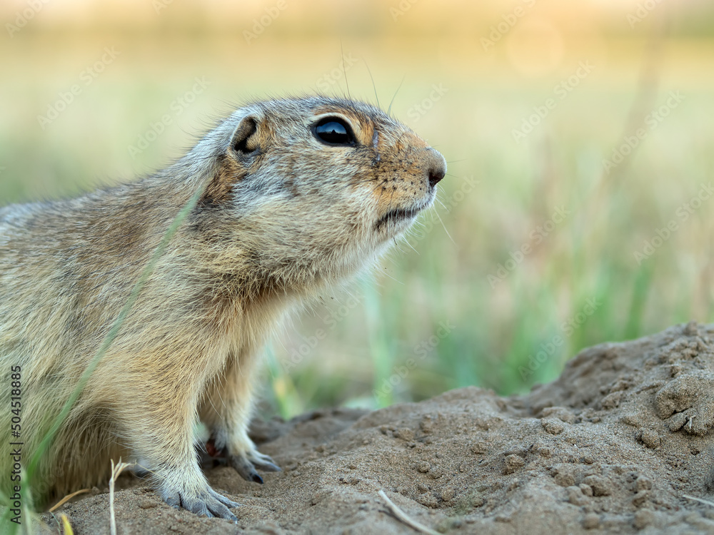 Gopher肖像。特写。