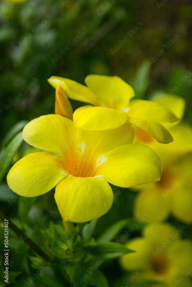 黄色的花朵绽放得很美，清晨波凯柔和模糊