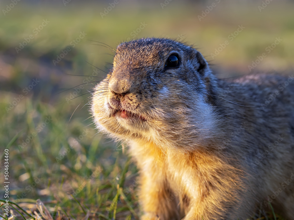 Gopher正在草坪上看着相机。肖像，特写。