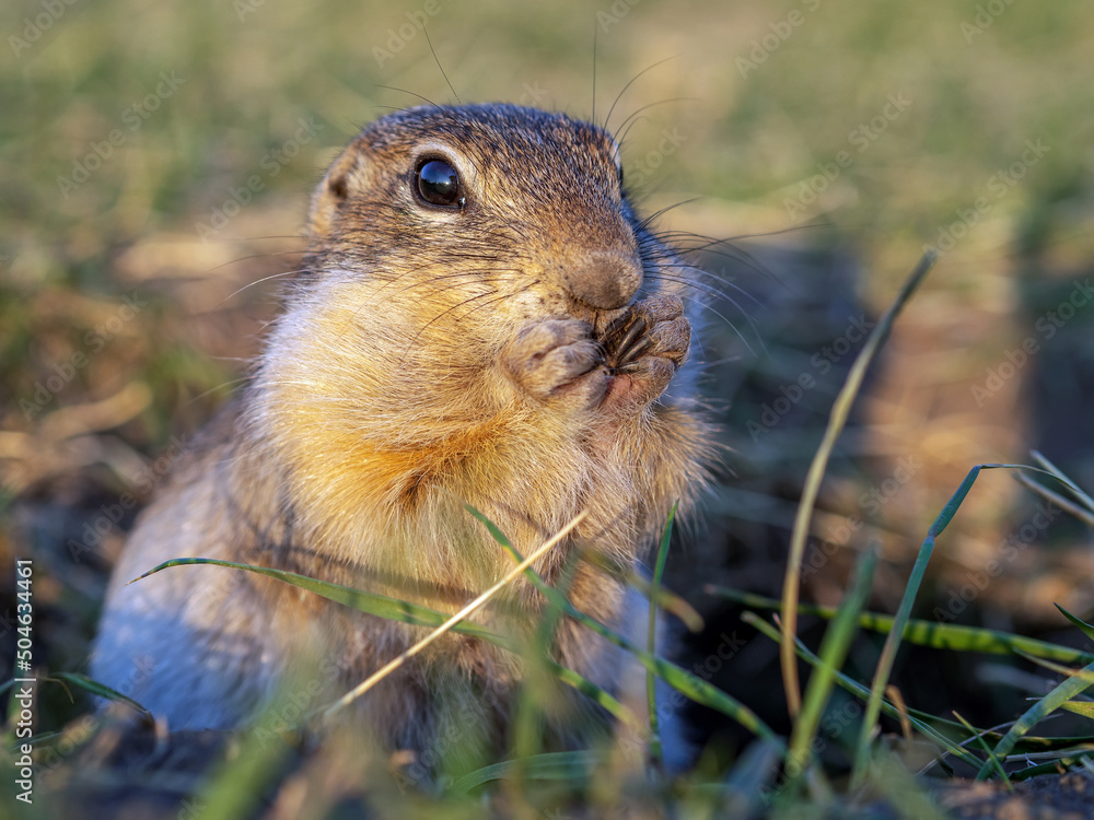 Gopher is peeking out of a hole in the lawn. Portrait, close-up.