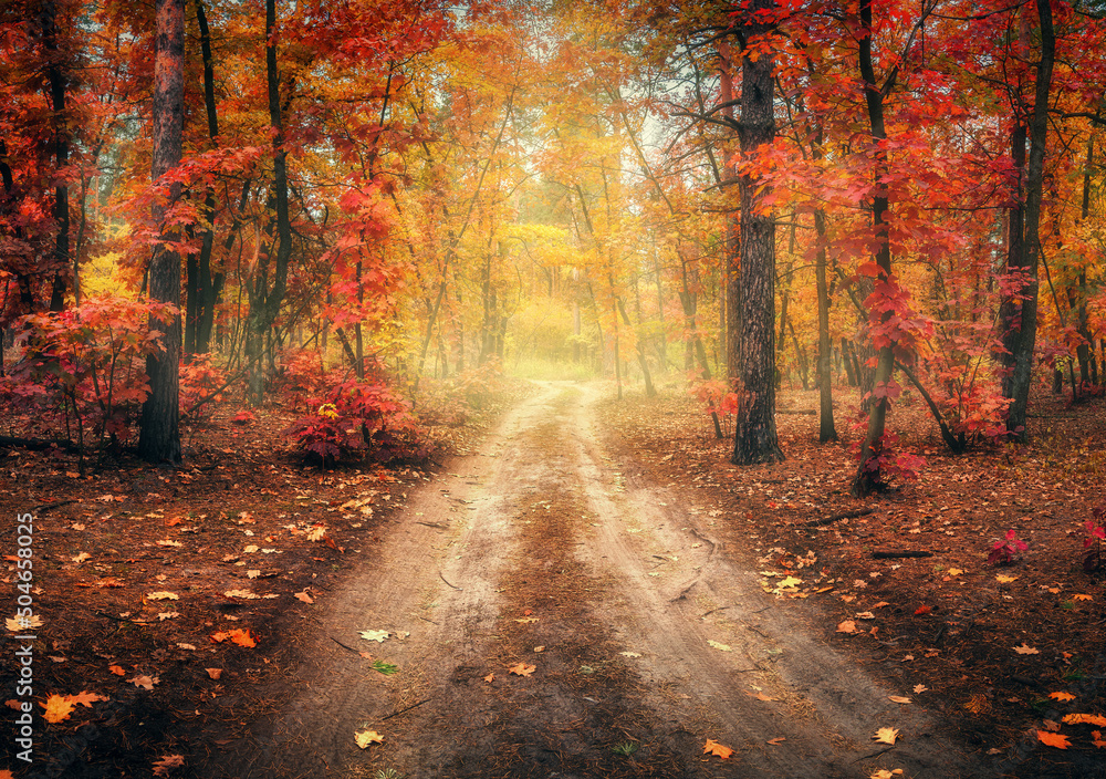 Dirt road in autumn forest in fog. Red foggy forest with trail. Colorful landscape with beautiful en