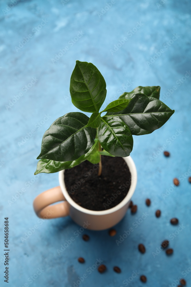 Cup with coffee tree and beans on blue background