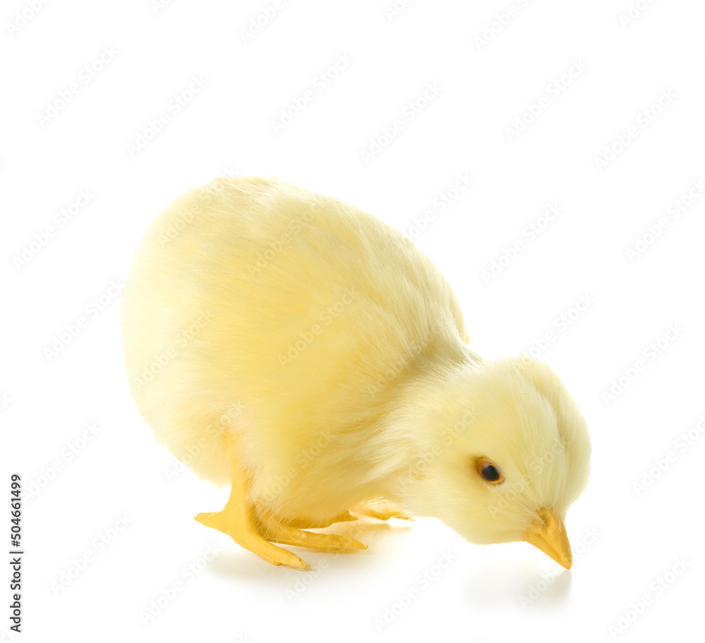 Cute yellow chicken isolated on white