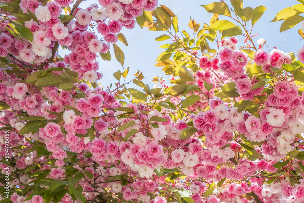 Prunus serrulata Kanzan Detail Blüte vor blauem Himmel