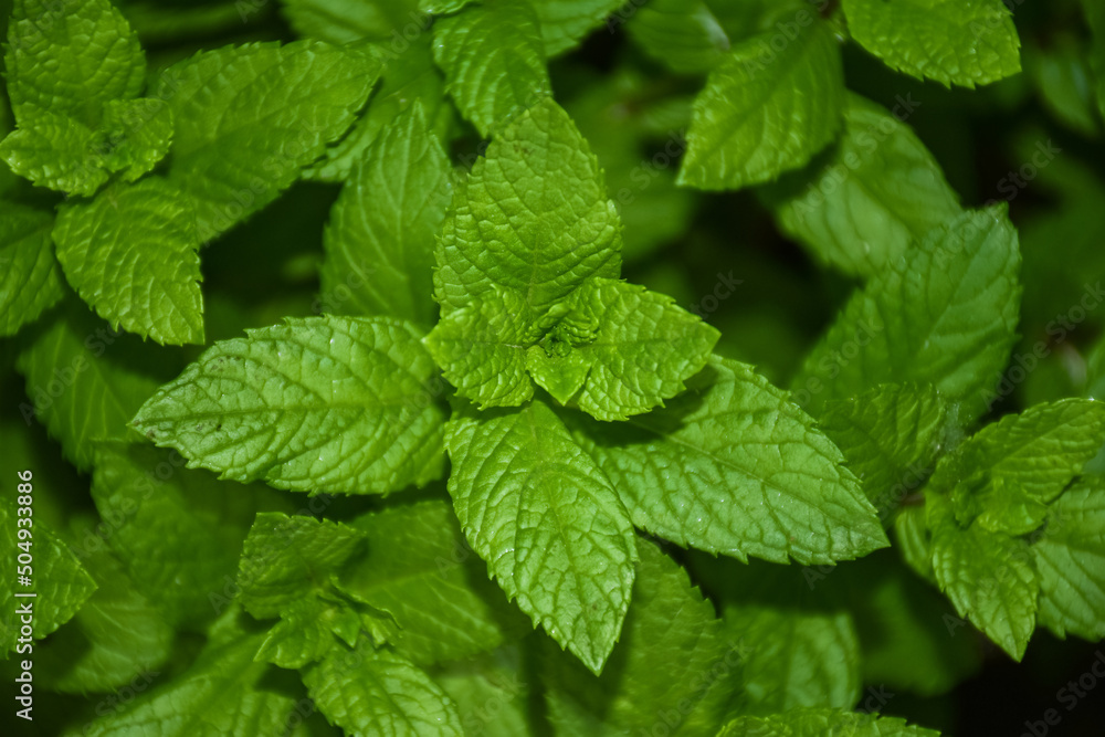 年轻新鲜的留兰香、花园薄荷、花园里的薄荷醇薄荷