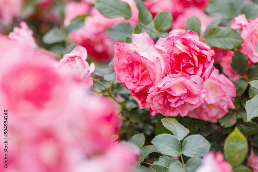 瑞々しいカラフルな満開の薔薇