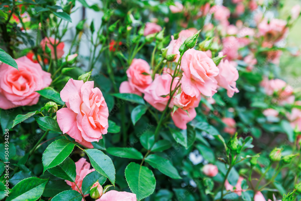 瑞々しいカラフルな満開の薔薇