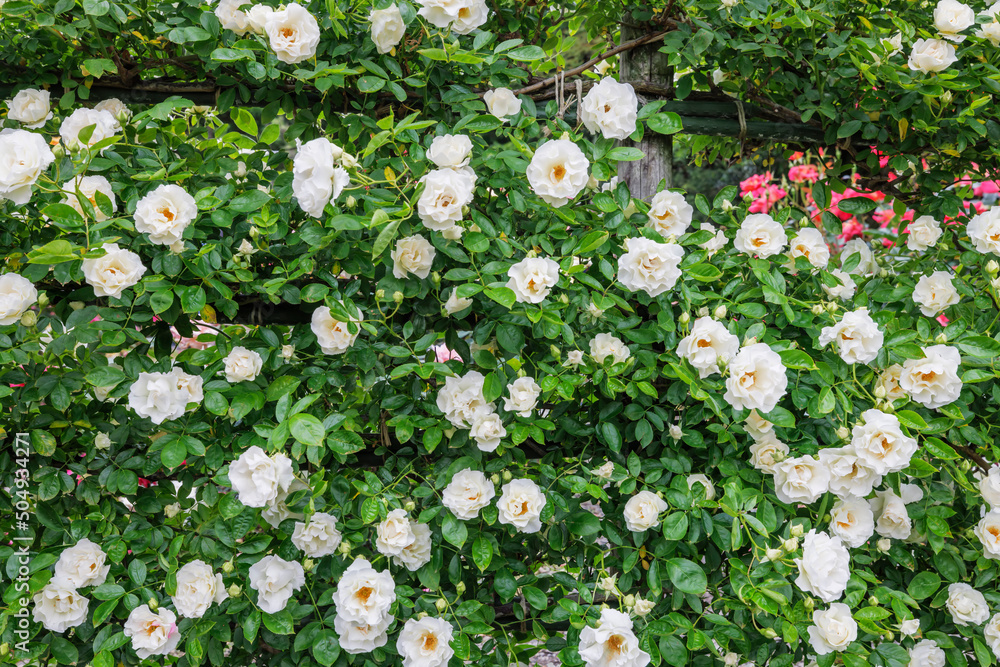 瑞々しいカラフルな満開の薔薇