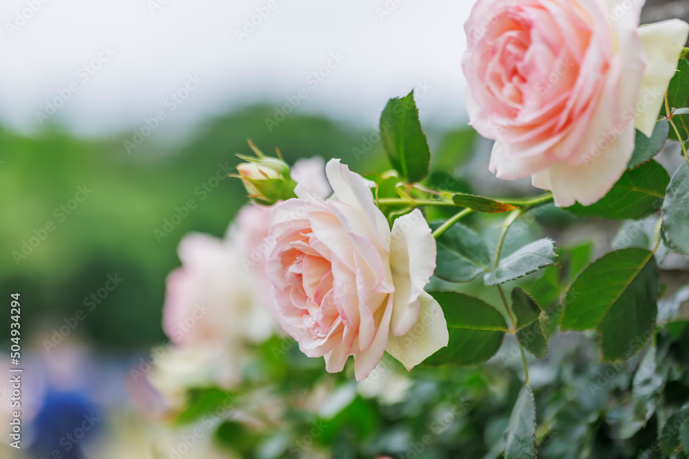 瑞々しいカラフルな満開の薔薇