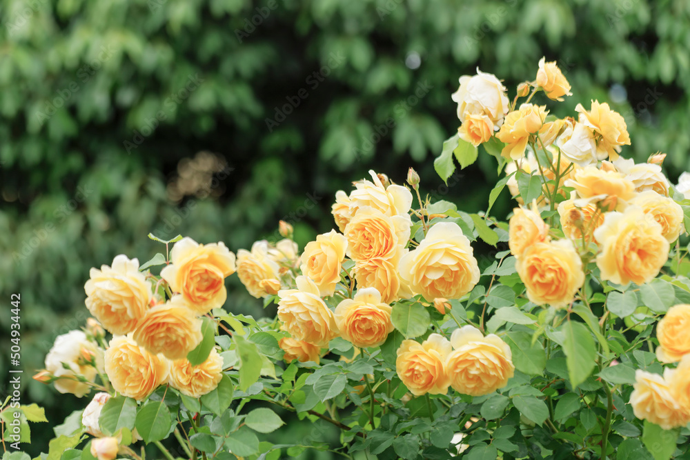 瑞々しいカラフルな満開の薔薇