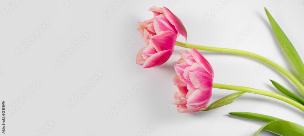 Tulip flowers bunch. Blooming Pink tulips flower isolated on white background. Couple tulips closeup