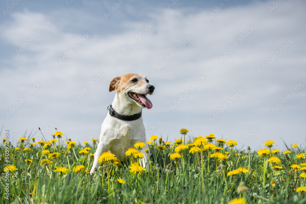 Jack Russel Terrier on yellow flowers meadow. Happy Dog with serious gaze