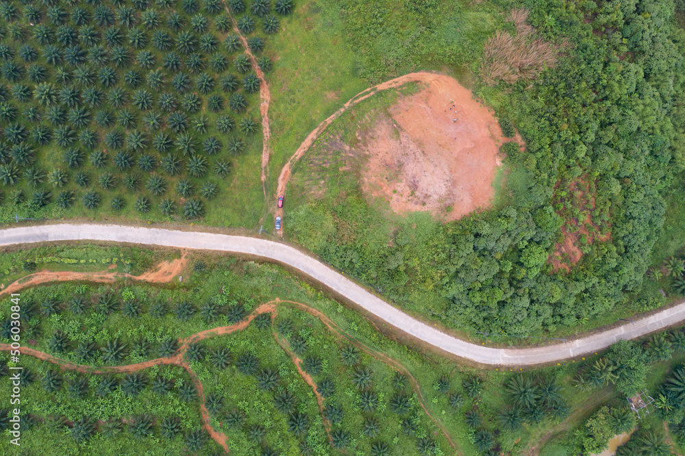 Row of palm tree plantation garden on high mountain in phang nga thailand Aerial view drone high ang