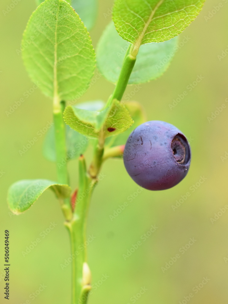 Closeup on one single berry of European blueberry plant Vaccinium myrtillus