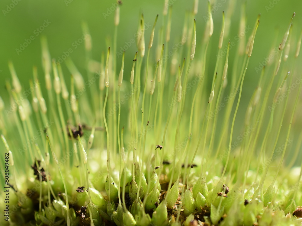 Extreme closeup on spores of windblown moss dicranum