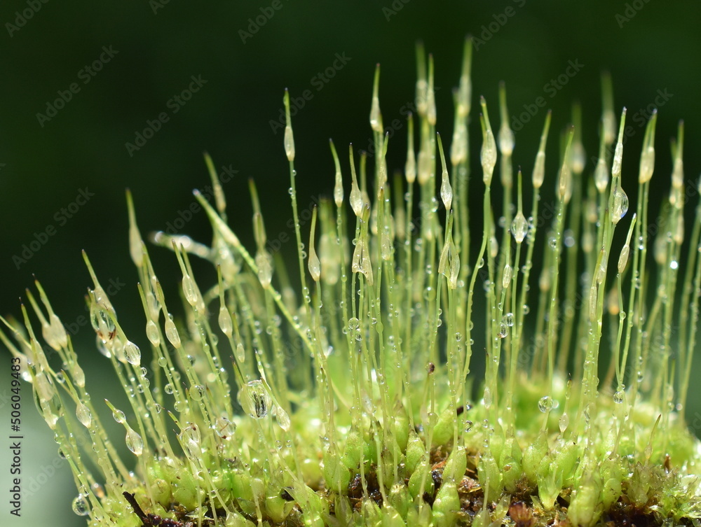 用雨滴特写风吹苔藓双纹藓的孢子